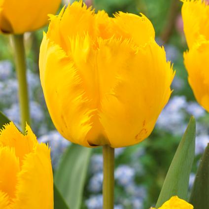 Tulipa Fringed 'Crystal Star' 