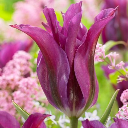 Tulipa Green 'Purple Doll' 