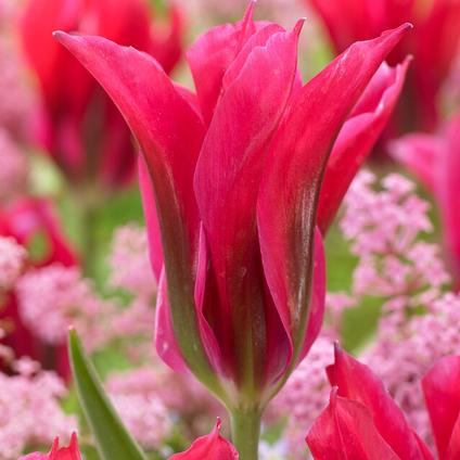 Tulipa Green 'Doll's Minuet' 