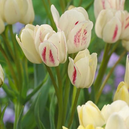 Tulipa Bunch Flowering 'Candy Club 