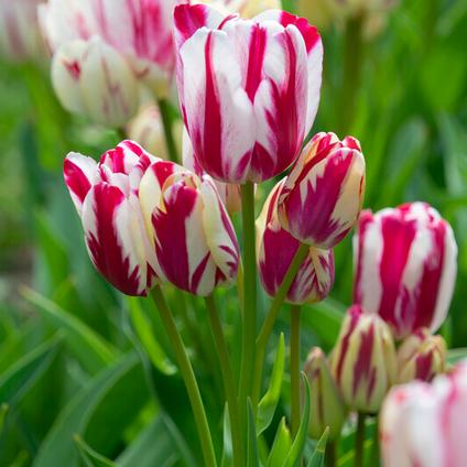 Tulipa Bunch Flowering 'Flaming Club' 