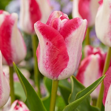 Tulipa Single Late 'Mata Hari' 