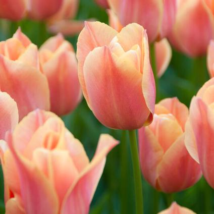Tulipa Single Late 'Stunning Apricot' 