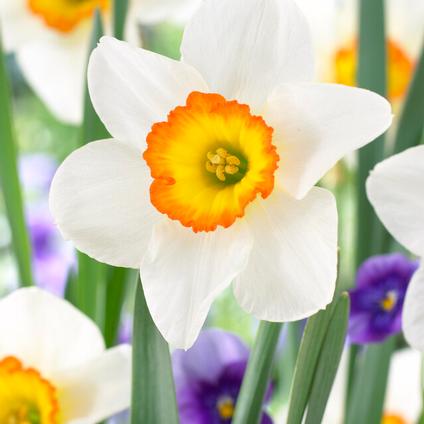 Narcissi Large Cupped 'Flower Record' 