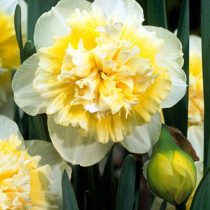 Narcissi Double 'Ice King' 