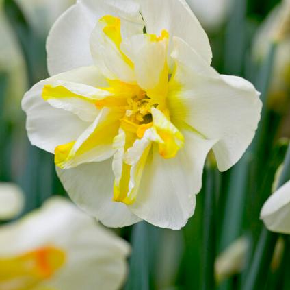 Narcissi Butterfly 'Donau Park' 