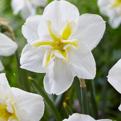 Narcissi Butterfly 'Lemon Beauty' 