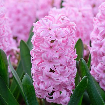 Hyacinthus Orientalis 'Pink Surprise' 