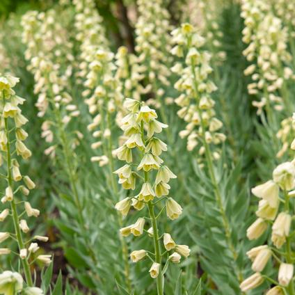 Fritillaria Imperialis 'Persica Alba' 
