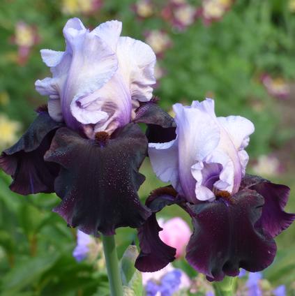 Iris Germanica 'Better Together' 