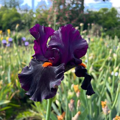 Iris Germanica 'Dracula's Kiss' 