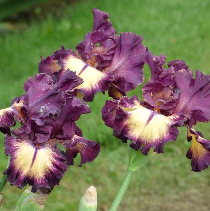 Iris Germanica 'Blood Moon' 