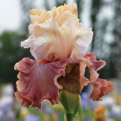 Iris Germanica 'Champagne and Strawberries' 