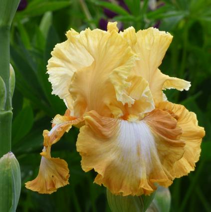 Iris Germanica 'Honey Comb' 