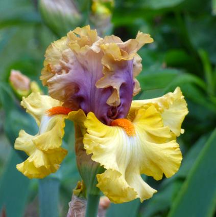 Iris Germanica 'Idle Rich' 