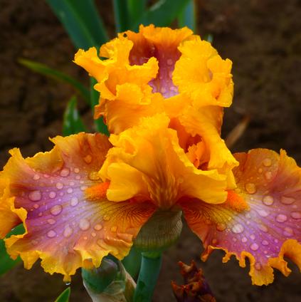 Iris Germanica 'Nice Job' 