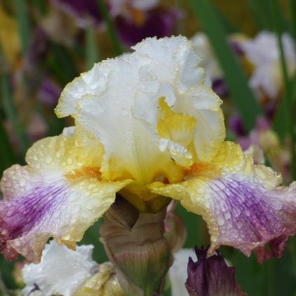 Iris Germanica 'Sunrise Splendor 