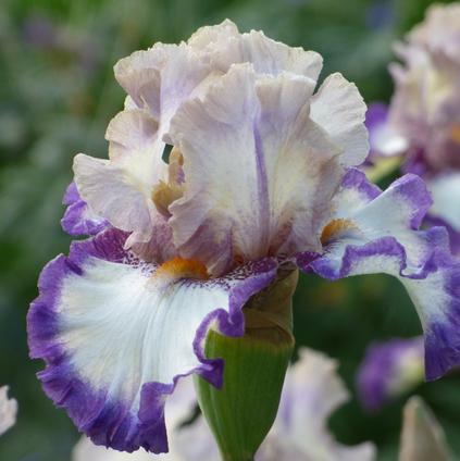Iris Germanica 'Gray's Peak' 