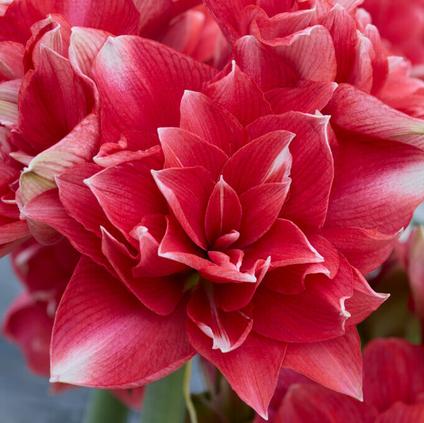 Amaryllis Dutch 'Double Dream' 