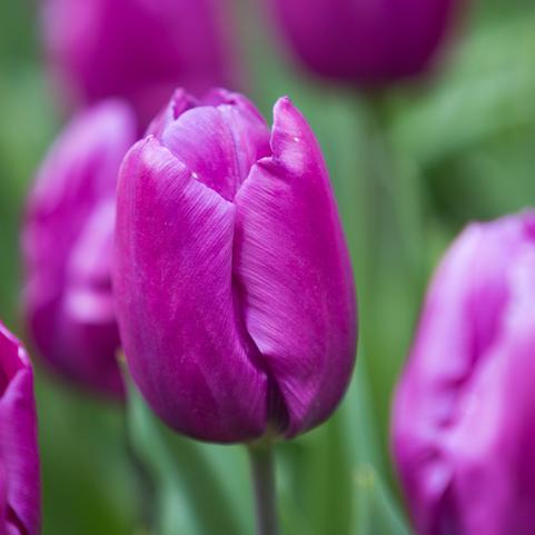 Tulipa Single Early 'Purple Prince' 