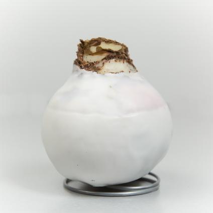 Amaryllis Wax 'Classic White' 