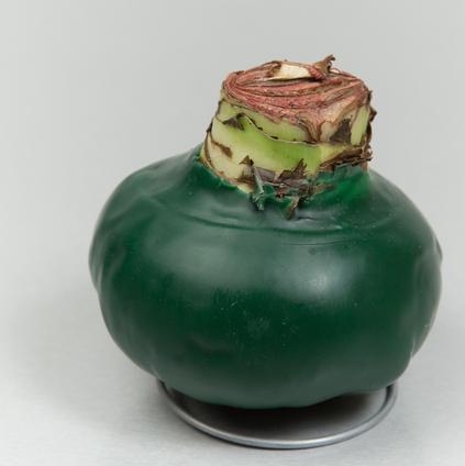 Amaryllis Wax 'Classic Green' 