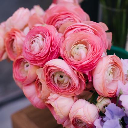 Ranunculus Tecolote 'Pink' 