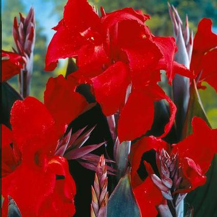 Canna Dwarf 'Black Knight' (Ships in Spring) 