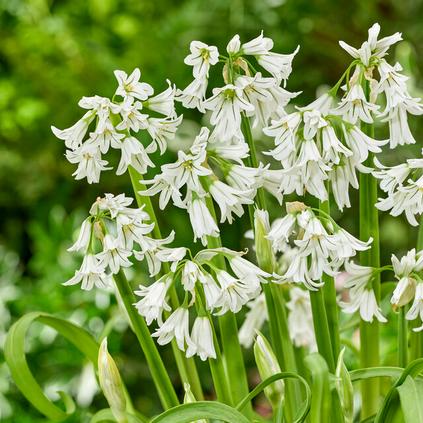 Allium Miniature 'Triquetrum' 