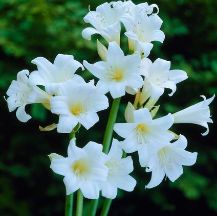 Amaryllis 'Belladonna White' 
