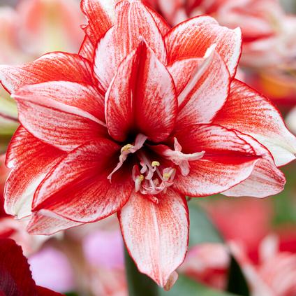 Amaryllis Dutch 'Flamed Amadeus' 