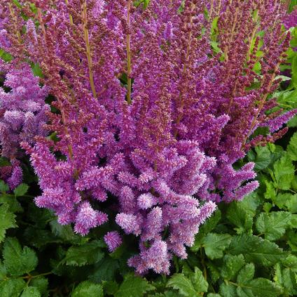 Astilbe chinensis 'Visions' (Ships in Spring) 
