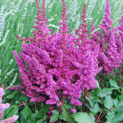 Astilbe chinensis 'Vision in Red' (Ships in Spring) 
