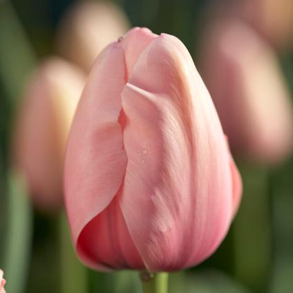 Tulipa Darwin Hybrid 'Salmon Impression' 