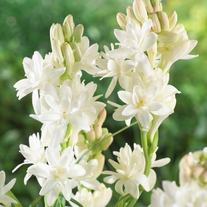 Polianthes Tuberose 'Mexican Single' (Ships in Spring) 