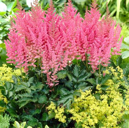 Astilbe chinensis 'Vision in Pink' (Ships in Spring) 