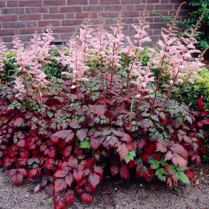 Astilbe arendsii 'Color Flash' (Ships in Spring) 