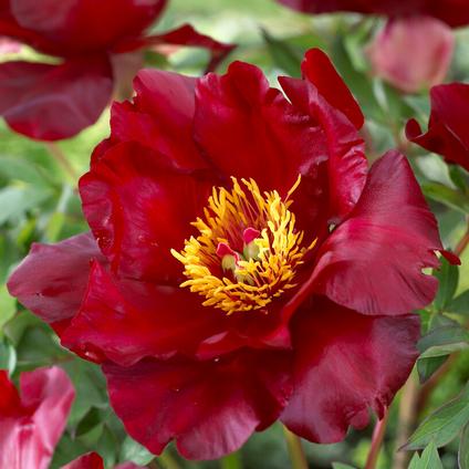 Paeonia Itoh 'Scarlet Heaven' (Ships in Spring) 