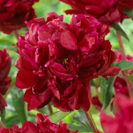 Paeonia 'Peter Brand' (Ships in Spring) 