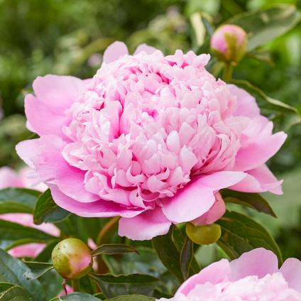 Paeonia 'Mons. Jules Elie' (Ships in Spring) 