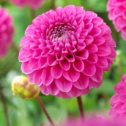 Dahlia Ball 'Happy Hour' (Ships in Spring) 