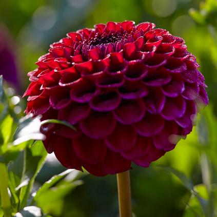 Dahlia Ball 'Babette' (Ships in Spring) 
