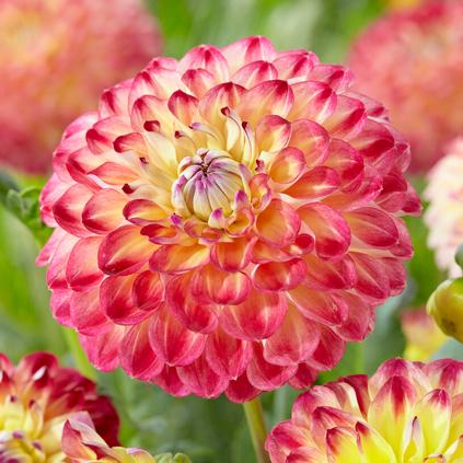 Dahlia Ball 'Jowey Arenda' (Ships in Spring) 