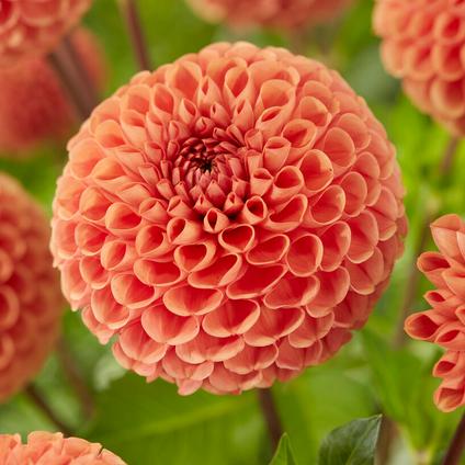 Dahlia Ball 'Cornell Bronze' (Ships in Spring) 