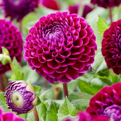 Dahlia Ball 'Ivanetti' (Ships in Spring) 