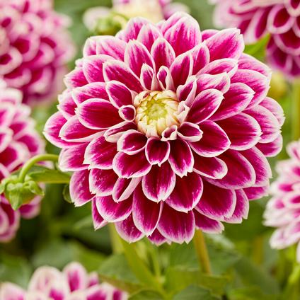 Dahlia Decorative 'Jowey Paradise' (Ships in Spring) 