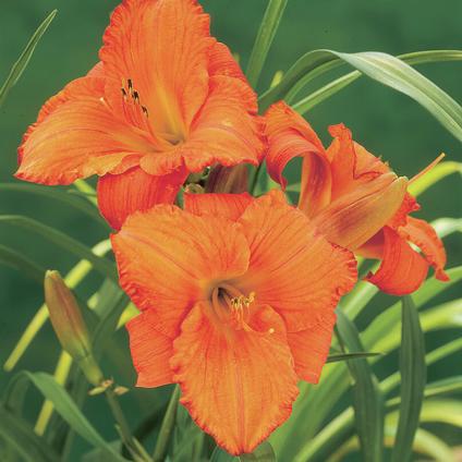 Hemerocallis 'Mauna Loa' (Ships in Spring) 