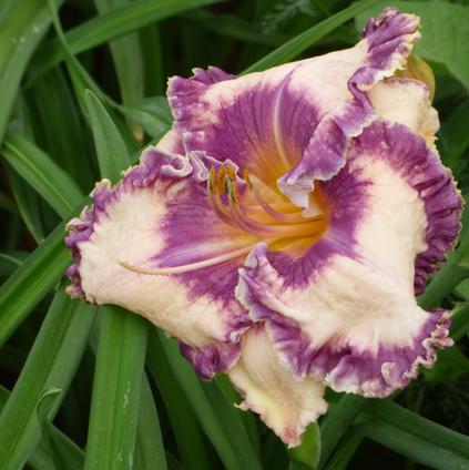 Hemerocallis rebloomer 'Hanalei Bay' (Ships in Spring) 
