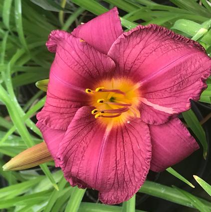Hemerocallis rebloomer 'Purple d'Oro' (Ships in Spring) 