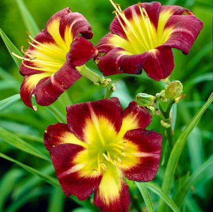 Hemerocallis rebloomer 'Night Beacon' (Ships in Spring) 
